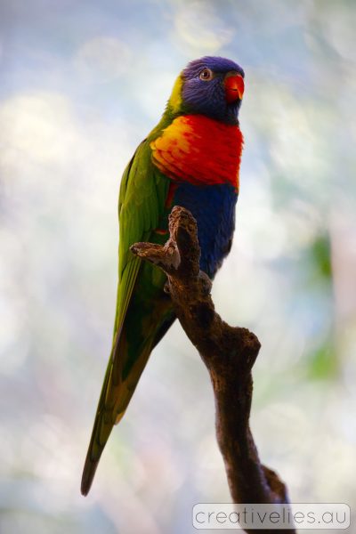 Nature photos